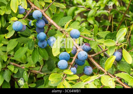 Schlehen auf einem Schwarzdornbusch, Prunus spinosa, in Norfolk. Stockfoto