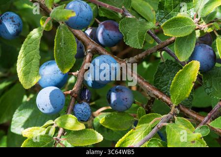 Schlehen auf einem Schwarzdornbusch, Prunus spinosa, in Norfolk. Stockfoto