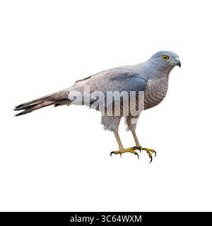 Ein weibliches Shikra, das mit gelben Augen, fein vergitterten Unterteilen, starkem Schnabel und Krallen detailgetreu aufgenommen wurde – ein eleganter Waldgreifer gegen einen Hauch Stockfoto