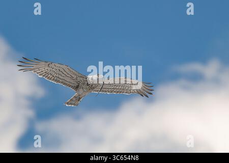 Der kurzgetohrte Schlangenadler (Circaetus gallicus) Stockfoto