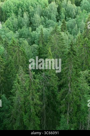 Grüne, dichte Fichtenwälder von oben aus gesehen Stockfoto