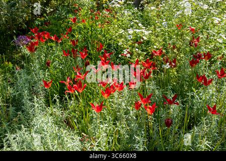 Beth Catto Gardens Pflanzen Sukkulenten grüne trockene Pflanzen Blumen im Garten üppiges lila gelb bunt Stockfoto