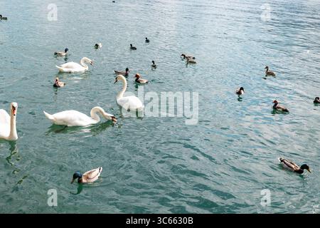 Schwäne und Enten am Zürichsee. Schwäne und Enten am Zürichsee. Draußen, Schweiz, Tier, Sommer, Tag, klares Wasser, Schwimmen. schweiz zürich B97A8302 Stockfoto