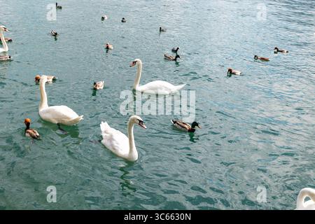 Gruppe von Schwänen und Enten auf dem Wasser des Zürichsees. Gruppe von Schwänen und Enten auf dem Wasser des Zürichsees. Draußen, Schweiz, Tier, Sommer, Tag, klares Wasser, Schwimmen. schweiz zürich B97A8301 Stockfoto