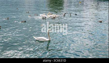 Schwäne und Enten am Zürichsee. Schwäne und Enten am Zürichsee. Draußen, Schweiz, Tier, Sommer, Tag, klares Wasser, Schwimmen. schweiz zürich B97A8299 Stockfoto