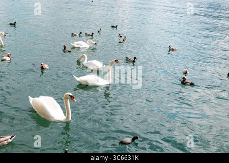 Gruppe von Schwänen und Enten auf dem Wasser des Zürichsees. Gruppe von Schwänen und Enten auf dem Wasser des Zürichsees. Draußen, Schweiz, Tier, Sommer, Tag, klares Wasser, Schwimmen. schweiz zürich B97A8304 Stockfoto
