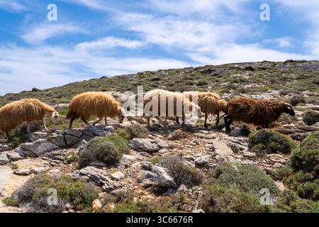 Eine Schafherde, die auf der Wanderroute Palia Strata in Amorgos, Kykladen, Griechenland spaziert Stockfoto