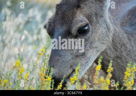 Nahaufnahme eines Maultierhirsches, der Rocky Peak Park in der Nähe des Simi Valley Kalifornien isst. Stockfoto