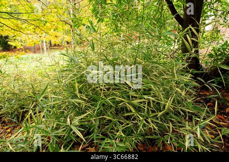 Batsford Arboretum Cotswold Herbst Cotswolds blüht Bäume Blätter rot England Stockfoto