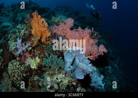 Blick auf das pulsierende Korallenriff voller Leben, während ein einsamer Taucher die Tiefen in Pemuteran, Bali, Indonesien, Pemuteran, Bali, Indonesien. Stockfoto