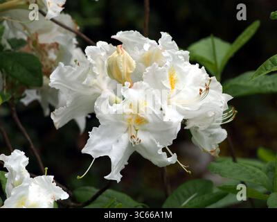 Weiße Azaleen (Rhododendron) in voller Blüte – zarte Frühlingsblumen und glänzend grünes Laub, Zierstrauch, der häufig in Gärten, Grenzen und verwendet wird Stockfoto