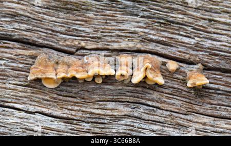 Haarige Vorhangkruste - Stereum hirsutum (falscher truthahnschwanz) Stockfoto