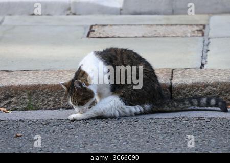 London, Großbritannien. 30. Juli 2025. LONDON, ENGLAND - JULI 30: Larry, die Downing Street Katze, Chief Mouser of the Cabinet, sitzt auf der Straße, als der britische Premierminister Keir Starmer (L) Sultan von Oman Haitham bin Tarik (R) begrüßt, als er am 30. Juli 2025 zu einem Treffen in der Downing Street in London ankommt, EnglandCAP/GOL © GOL/Capital Pictures Credit: Capital Pictures/Alamy Live News Stockfoto