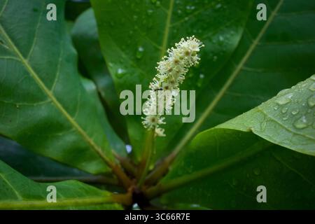 Indische Mandeln, Strandmandeln (Terminalia catappa) Blüten. Flacher Fokus. Stockfoto
