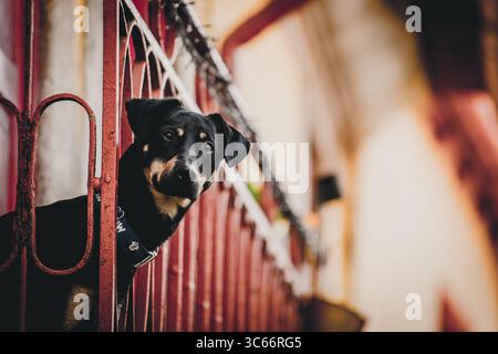 Porto, Portugal - 17. Juni 2022: Blick auf einen neugierigen Hund mit dunklem Fell und seelenvollen Augen, der durch die leuchtend roten Gitter eines Tores blickt. Stockfoto