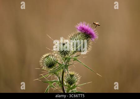 Der Blick auf eine Biene nähert sich anmutig einer leuchtenden lila Distelblume, deren stachelige grüne Blätter sich vom weichen, verschwommenen Hintergrund abheben, Mandurah, Western Australia, Australien. Stockfoto