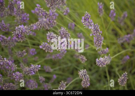 Biene auf Lavendel Stockfoto