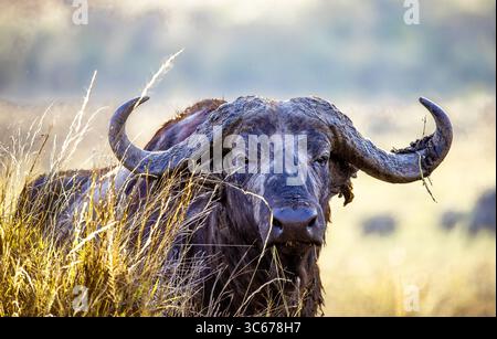Blick auf einen kap-Büffel mit seinen massiven Hörnern und verwitterten Häuten, der inmitten hoher, goldener Gräser im warmen Licht steht, Narok, Narok, Kenia. Stockfoto