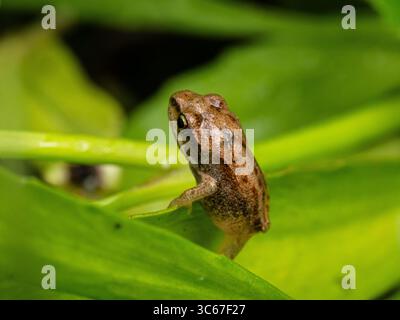 Eine Nahaufnahme eines jungen Froschs, der auf einem Stück Teichvegetation ruht Stockfoto