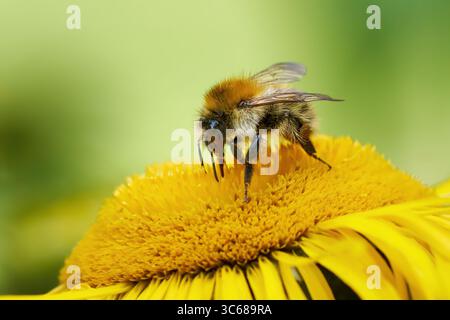 Gemeine Carder Bee (Bombus pascuorum) saugt Nektar mit ihrem Proboscis aus der Blüte eines Gelben Oxauges Stockfoto