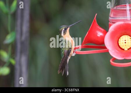 Weisskehlenhals-Weibchen - Lampornis castaneoventris Stockfoto