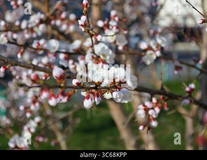 Im Frühjahr öffnen und blühen weiße Blüten auf den Zweigen eines Kirschbaums Stockfoto