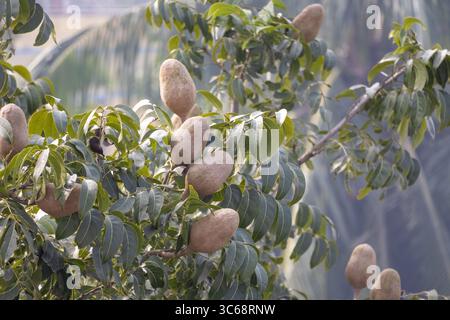 Reife Mahagoni-Früchte zwischen üppig grünem Laub auf den Ästen des Baumes. Das kräftige, langlebige Holz des Mahagoni-Baumes wird für Möbel geschätzt, musikalisches i Stockfoto