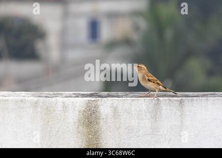 Ein Haussperling (Passer domesticus) sitzt auf einer weißen Außenwand vor einem unscharfen natürlichen Hintergrund. Es ist in B als Chorui Pakhi bekannt Stockfoto