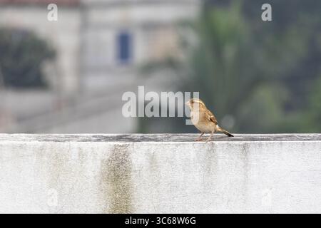 Ein Haussperling (Passer domesticus) steht auf einer weißen Außenwand vor einem unscharfen natürlichen Hintergrund. Es ist in B als Chorui Pakhi bekannt Stockfoto