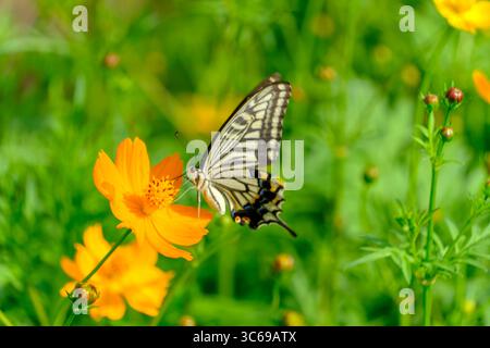 Schwalbenschwanz Schmetterling auf leuchtend orange Cosmos Blume Stockfoto