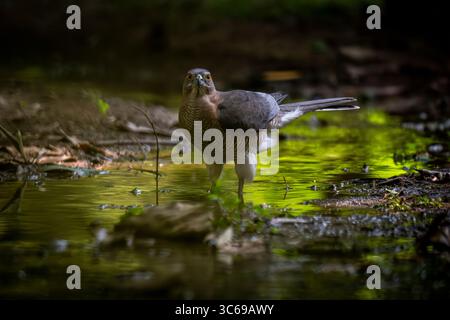 Ein Shikra steht in einem kleinen Bach im Lodhi Garden, Delhi, Indien Stockfoto