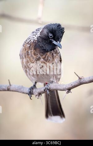Rote belüftete Bulbul auf dem Weg zum Galta Ji Tempel, Jaipur, Indien Stockfoto