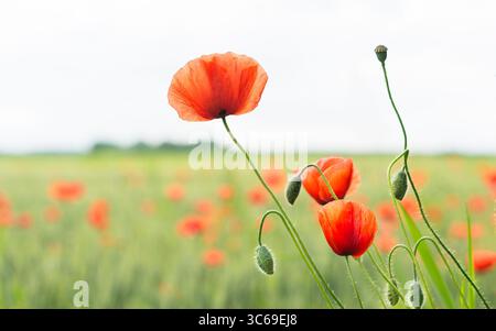 Schöne zerbrechliche rote Feldmohnblumen in melancholischer Frühlingslandschaft. Papaver Rhoeas. Großaufnahme wilde Maisrosen Blüten und Knospen im floralen Hintergrund. Stockfoto