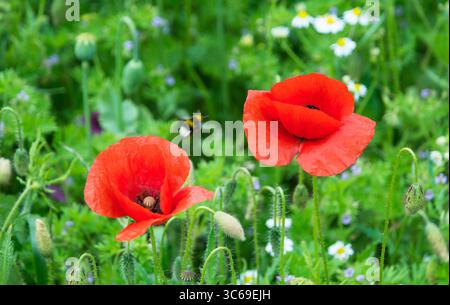 Rote Mohnblumenköpfe und fliegende Hummeln. Papaver Rhoeas. Nahaufnahme schöne zerbrechliche Maisrosen Blüten, Knospen, Kapseln auf grüner Frühlingswiese. Stockfoto