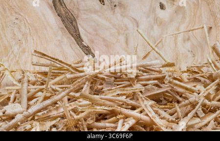 Schöne lange Holzspäne rollten auf dünnen Rohren auf gehobeltem Bretthintergrund. Nahaufnahme Holzspäne Abfallprodukt beim Hobeln auf glatten Planken mit Körnung. Stockfoto