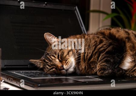 Eine braune Tabbykatze schläft bequem auf einem offenen Laptop Stockfoto