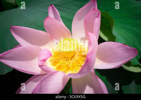 Lotusblüte im Shinobazu-Teich Tokio Stockfoto