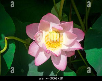 Lotusblüte im Shinobazu-Teich Tokio Stockfoto