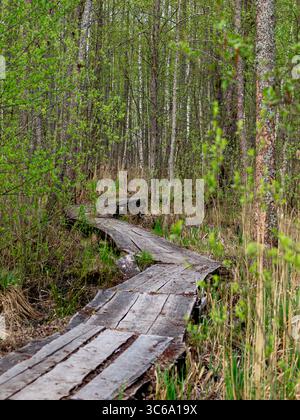 Ein hölzerner Holzpfad schlängelt sich durch einen üppig grünen Wald und bietet Wanderern Zugang durch Feuchtgebiete oder sumpfiges Gelände. Stockfoto