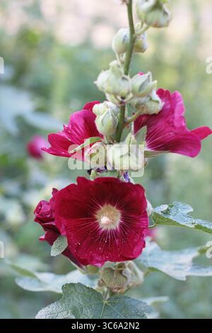 Ein blühender Stiel von Hollyhock-Blüten mit reichen purpurroten Blüten. Bei natürlichem Licht, vertikale Komposition. Ideal für botanische Poster, Garten g Stockfoto