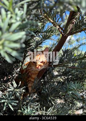 Eine junge männliche Ingwerkatze, die in einem Baum im Sonnenlicht ruht Stockfoto