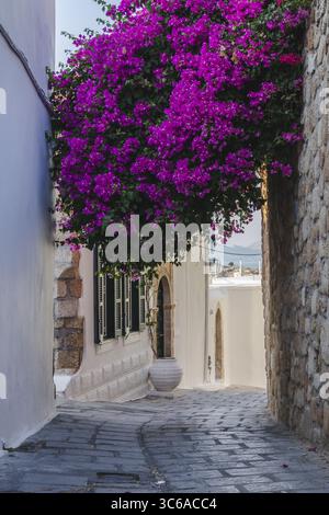 Blick auf die pulsierenden magentafarbenen Bougainvillea-Kaskaden über weiß getünchte Wände und kopfsteingepflasterte Straßen, ein sonnenverwöhnter Blick auf Lindos' Charme, Lindos, Rhod Stockfoto