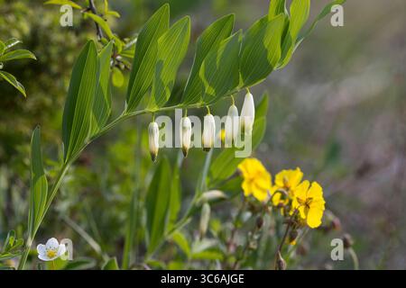 Echter Salomonsiegel, Echter Salomonssiegel, Echter Salomonsiegel, Echter Salomonssiegel, Duftende Weißwurz, Duftende Weisswurz, Salomonsiegel, Salomo Stockfoto