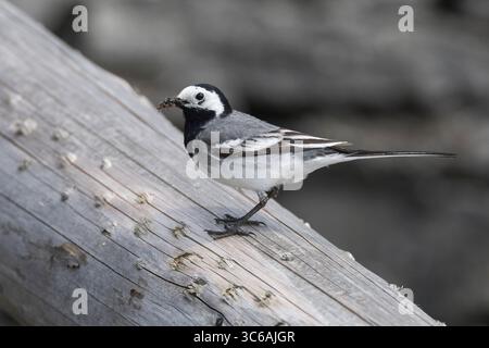 Bachstelze, fütternd, Futter im Schnabel, Bach-Stelze, Motacilla alba, weißer Bachstelz, Rattenbachtel, Rattenbachstelz, Fütterung, La Bergeronnette gris Stockfoto
