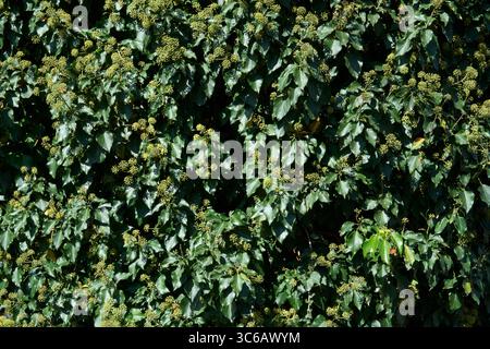 Hedera Helix Climber in Blüte Stockfoto