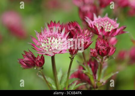 Astratia Roma. Astratia major 'Roma' Masterwort blüht in einer Sommergartengrenze in Großbritannien Stockfoto
