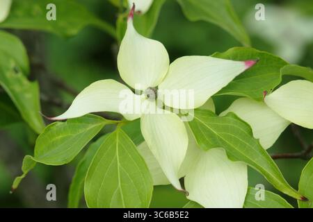 Blühender Hartholz „Milchstraße“. Blütenblätter wie die Blätter des Kornus Kousa Milchstraße Zierbaums im Mai. UK Stockfoto