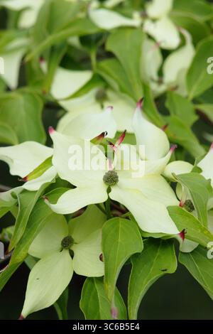 Blühender Hartholz „Milchstraße“. Blütenblätter wie die Blätter des Kornus Kousa Milchstraße Zierbaums im Mai. UK Stockfoto