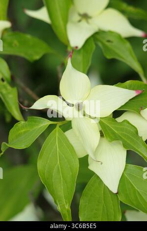 Blühender Hartholz „Milchstraße“. Blütenblätter wie die Blätter des Kornus Kousa Milchstraße Zierbaums im Mai. UK Stockfoto