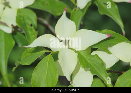 Blühender Hartholz „Milchstraße“. Blütenblätter wie die Blätter des Kornus Kousa Milchstraße Zierbaums im Mai. UK Stockfoto